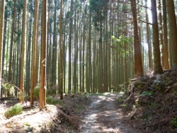 画像39